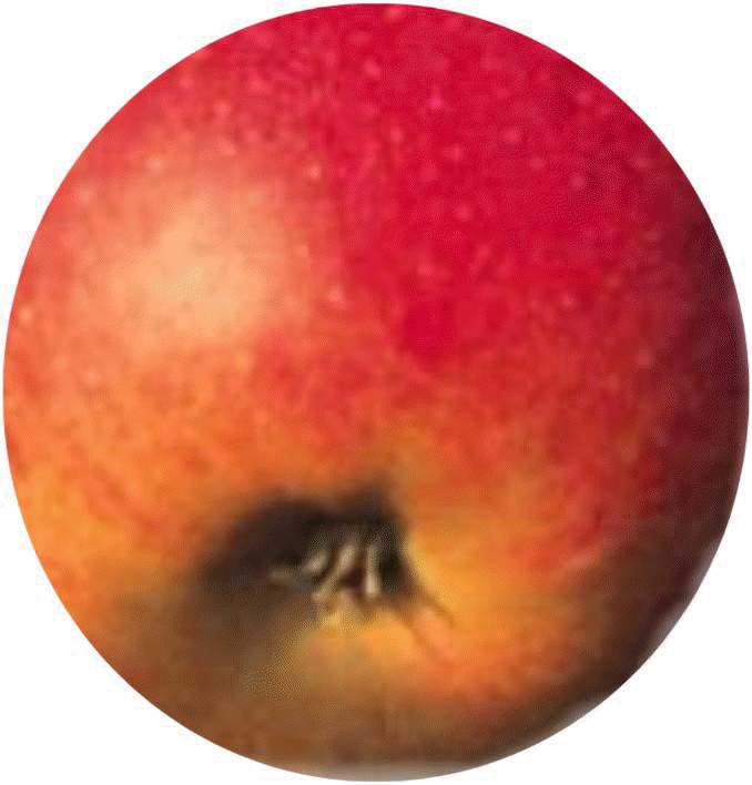 apple.gif (190102 bytes)